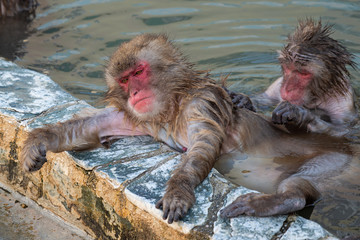 Red-cheeked monkey in a hot spring in Japan
