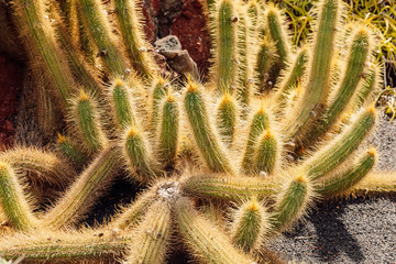 Amazing cactus plants and garden at Lanzarote island, Canarias