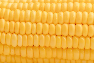 Abstract background and texture of freshness corn.