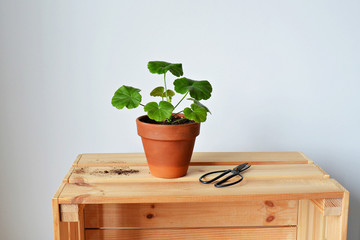 Green house plant pelargonium in terracotta pot, black scissors, soil and wooden box over white 