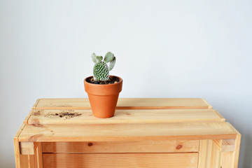Green house plant opuntia in terracotta pot, soil and wooden box over white 