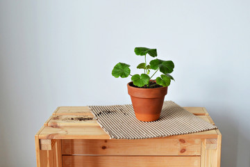 Green house plant pelargonium in terracotta pot, kraft paper, soil and wooden box over white 