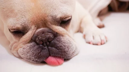 Foto auf Acrylglas Französische Bulldogge クリームのフレンチブルドッグがくつろぐ姿