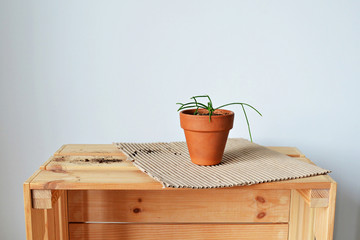 Green house plant rhipsalis in terracotta pot, kraft paper, soil and wooden box over white 