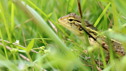 Can you spot the dragon?