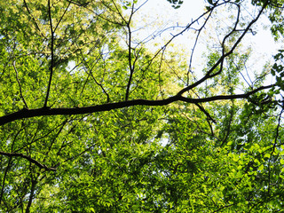 東村山　公園　新緑15