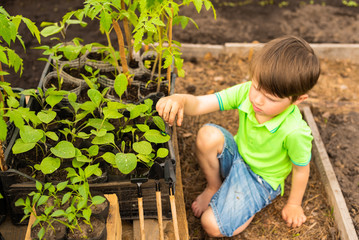 Cute little boy plays in a greenhouse near vegetable seedlings
