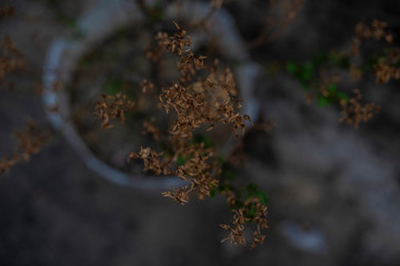 Top view of a dry plant on the rooftop in a summer afternoon.
