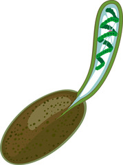 Germination of zygospore of Spirogyra isolated on white background