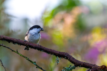 Coal tit (Periparus ater) on the branch of tree in a forest. Blurred natural background