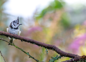 European crested tit (Lophophanes cristatus or Parus cristatus) on the branch of tree in a forest. Blurred natural background