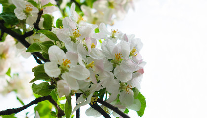 
Blossoming branch of apple tree against light sky background. Copy space. Close-up.