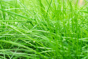 
Grass in the morning after rain.
Backgrounds of green grass with dew.