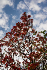 Gulmohar flowers