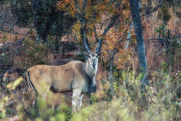 A common eland (Taurotragus oryx) antelope