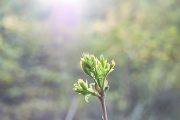 close up of willow branches