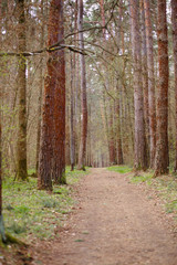 A path in the forest for walking in the forest Park. An alley for trekking and eco-friendly recreation between tall trees