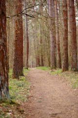 A path in the forest for walking in the forest Park. An alley for trekking and eco-friendly recreation between tall trees