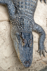 this is a close up of an alligator