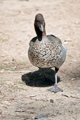 the australian mane duck is walking