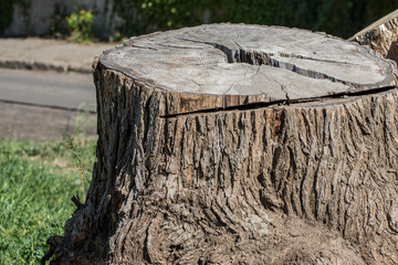 Old stump of a big tree. Forestry and pruning.