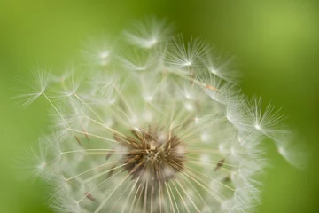 Fototapeten Wind-blown dandelion seeds © serge