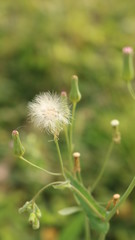 dandelion seed head