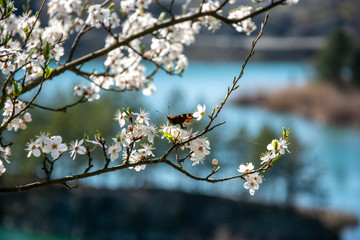 blooming cherry tree and butterfly on it