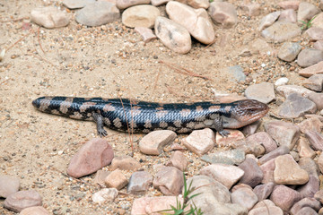 this is a side view of a blue tongue lizard