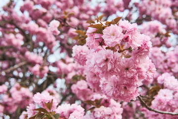 pink cherry blossom in spring