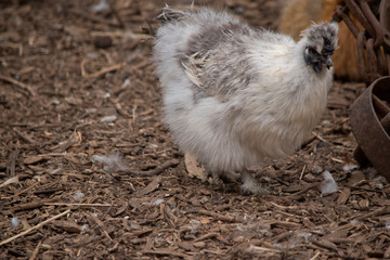 this is a side view of a silkie chicken