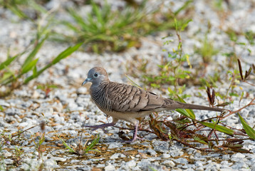 Zebra Dove - Geopelia striata, beautiful small dove from Southeast Asian forests and woodlands, Pangkor island, Malaysia.