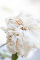 Faded white peony flower