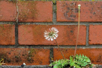 old brick wall and dandelion