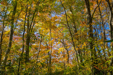 鏡池と三ノ峰と紅葉 
(日本 - 福井 - 鏡池)