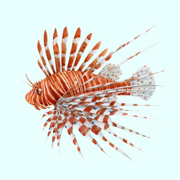 Beautiful vector stock illustration with watercolor hand drawn lion fish.