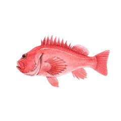 Beautiful vector stock illustration with watercolor hand drawn sea bass fish.