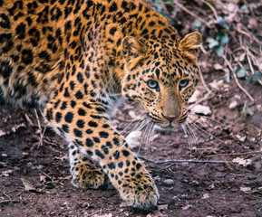Fototapeta na wymiar beautiful walking leopard, attractive scene with leopard walking in dry grass, attractive wild leopard portrait