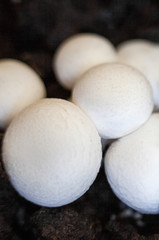 Button mushrooms in the ground