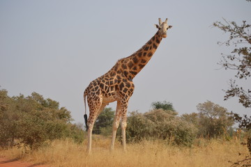 Girafes