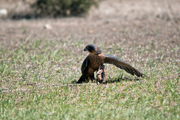 the Australian hobby falcon has its wing out to hide its prey