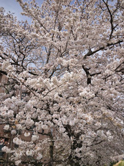 2020. Spring. Cherry blossoms that look like heavy snowfall.