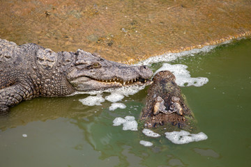 Asia Crocodile in the river