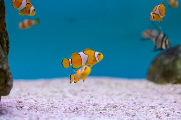 Ocellaris clownfish at Thailand Ocean