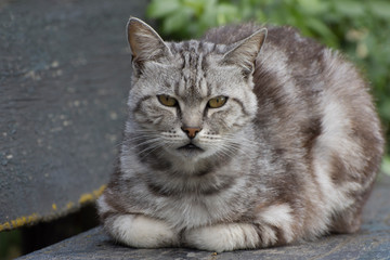 A gray stray cat looks angrily at the camera. Caring for homeless animals.