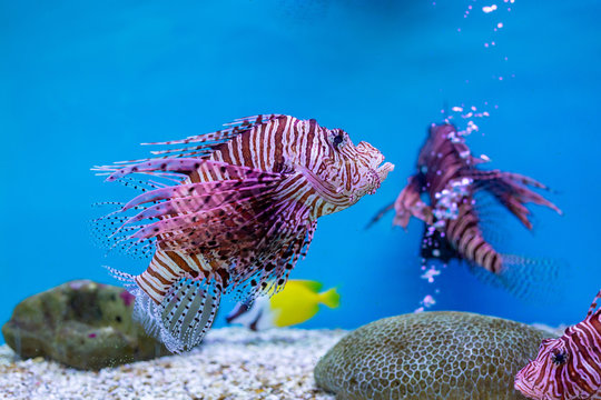 Red lionfish - one of the dangerous coral reef fish at Thailand ocean