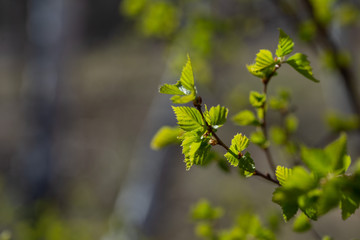 Young spring birch leaves, selective focus. Place for text. Spring background with birch leaves. 