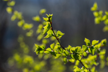 Young spring birch leaves, selective focus. Place for text. Spring background with birch leaves. 