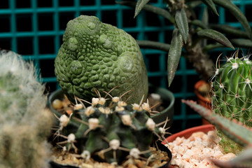 The cactus was placed in a tree cleaver.
