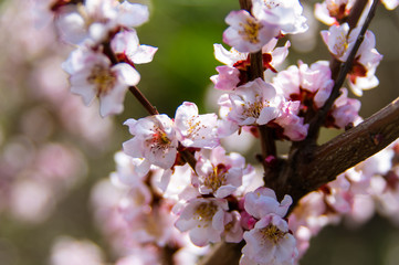 Apricot, blooms, beautiful lilac flowers, spring, Sun, радость, гармония
